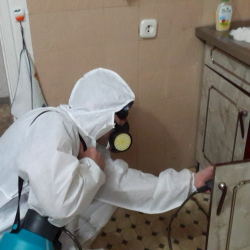 Дезинфекция от муравьев в квартире в Старой Руссе